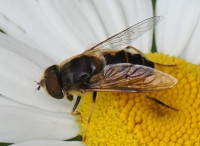 Eristalis-pertinax-M